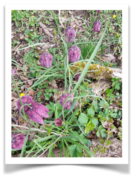 Une nature préservée à TRONCHY